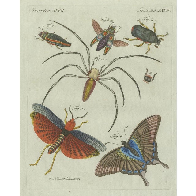 Bertuch, Exotic Insects, Spider and Butterfly, 1800, Engraving For Sale - Image 3 of 10