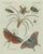 Bertuch, Exotic Insects, Spider and Butterfly, 1800, Engraving For Sale - Image 3 of 10