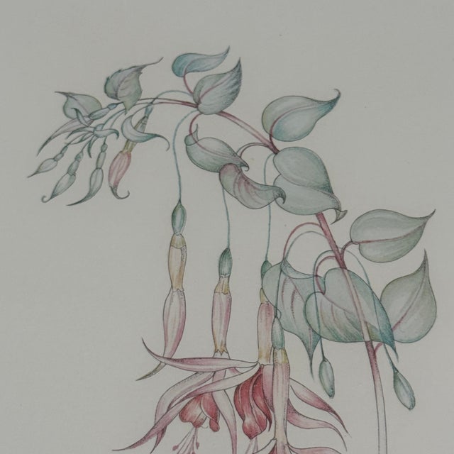 Paper Margot Weemaes 1981 Fuchsia Botanical Portfolio Print For Sale - Image 7 of 11