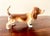 English Porcelain Basset Hound Figurine For Sale - Image 12 of 13