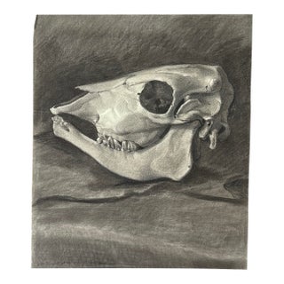 Vintage Italian Realist Still Life of a Cow Skull, Signed (Charcoal on Wove Paper) For Sale