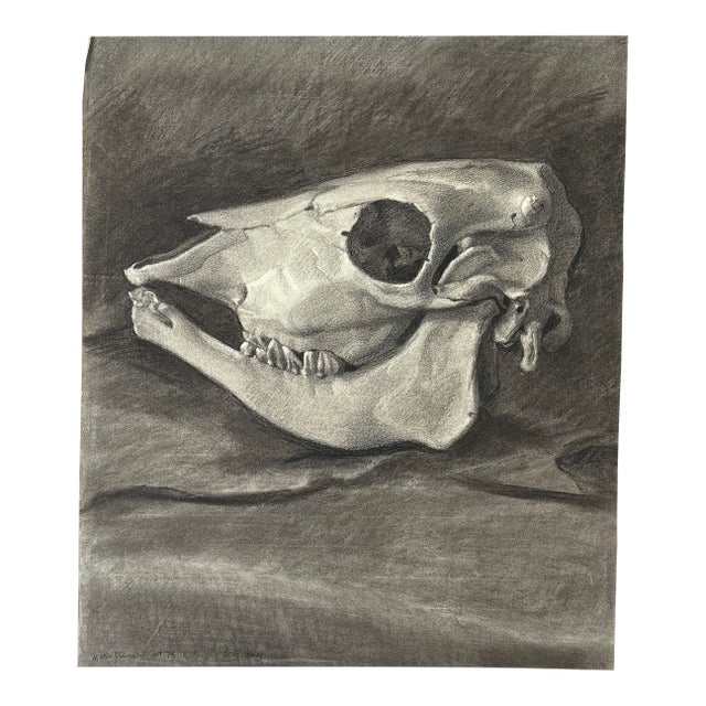 Vintage Italian Realist Still Life of a Cow Skull, Signed (Charcoal on Wove Paper) For Sale