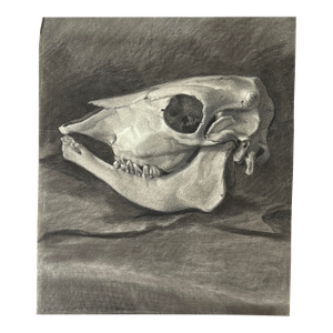 Vintage Italian Realist Still Life of a Cow Skull, Signed (Charcoal on Wove Paper)