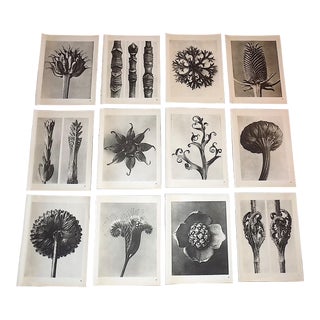 Vintage Karl Blossfeldt Botanical Photogravures-Set of 12 For Sale