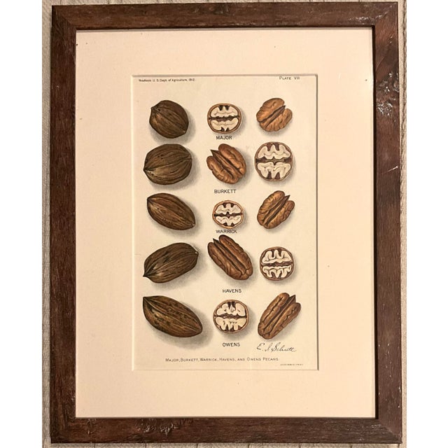 Rare Antique Botanical Color Plates U. S. Dept. Of Agriculture 1904-1912. Framed - Set of 6 For Sale In Los Angeles - Image 6 of 11
