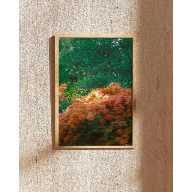 Contemporary Felicity, Los Angeles - Contemporary Lush Pink Bougainvillea in Green Bush Photograph For Sale - Image 3 of 3