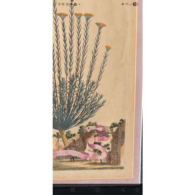 Framed Botanical Engraving Style Print Helichrysum Citrina Fig. 242 Vintage Decor For Sale - Image 6 of 9