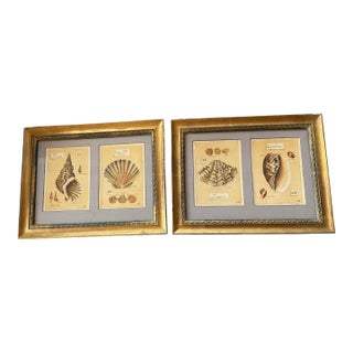 Shells Oceanic Illustration Prints a Pair For Sale
