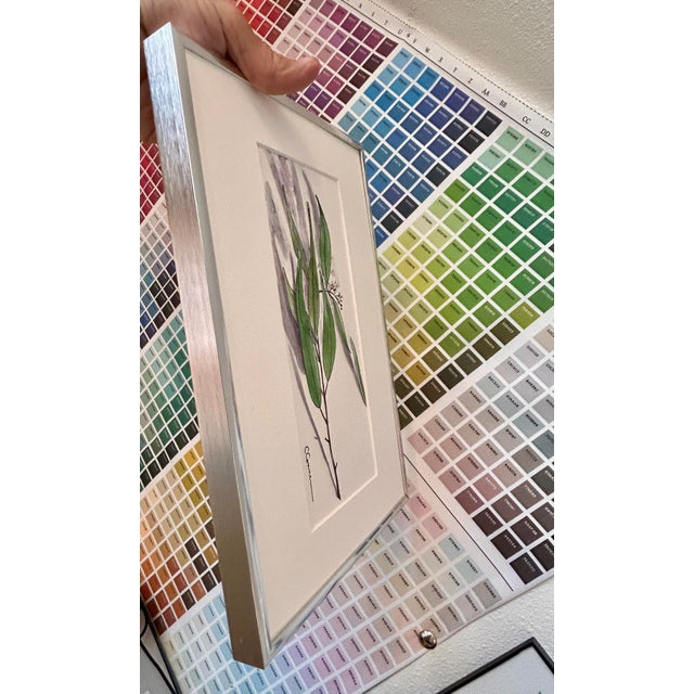 1990s Framed 1990s Original Watercolor Small Painting “Eucalyptus Sprig” For Sale - Image 5 of 6