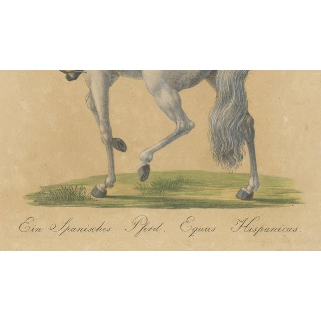 Carl Joseph Brodtmann, Andalusian Horse, 1816, Lithograph For Sale - Image 6 of 9