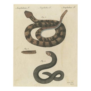 Bertuch, Rattlesnake with Its Rattle, 1805, Print For Sale