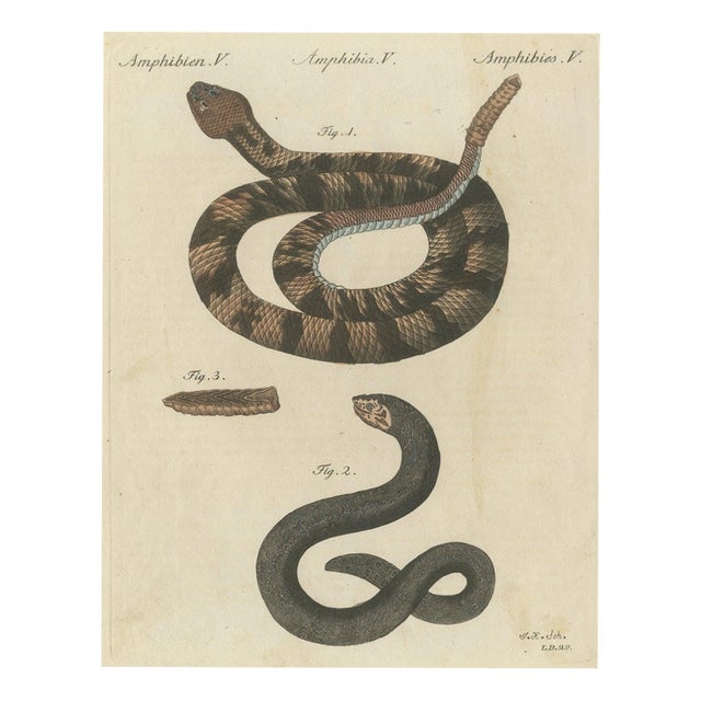 Bertuch, Rattlesnake with Its Rattle, 1805, Print For Sale