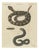 Bertuch, Rattlesnake with Its Rattle, 1805, Print For Sale