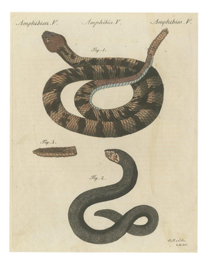 Bertuch, Rattlesnake with Its Rattle, 1805, Print