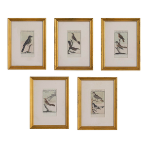 19th Century Set of 5 Framed Avian Engravings Reproduction