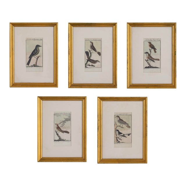 19th Century Set of Framed Avian / Bird Engravings For Sale