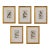 19th Century Set of Framed Avian / Bird Engravings For Sale