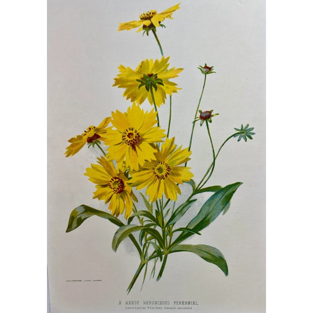Antique Botanical Print From England Showcasing Bright Yellow Lance-Leaved Tick Seed Flowers - Circa 1894. Print measures...