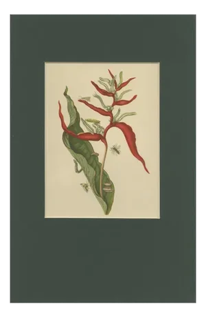 After Merian, Heliconia with Insects Plate 54, 19th Century, Hand-Coloured Lithograph
