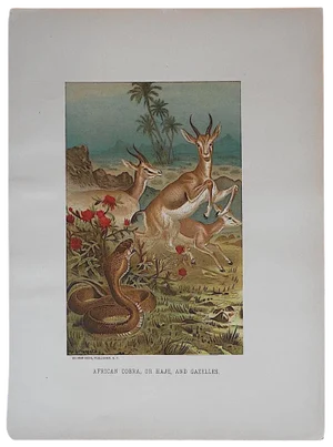 Antique Cobra & Gazelles Lithograph