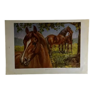 1926 Morgan Horse Print