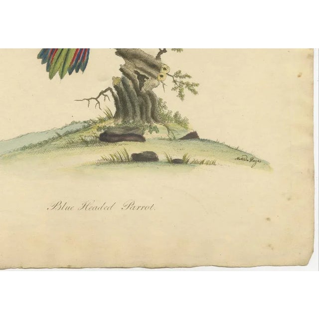 Blue-Headed Parrot, 1794, Paper For Sale - Image 4 of 6