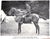 Paper "Horsemanship Dressage & Show Jumping" 1959 Brooke, Maj. Gen. Geoffrey For Sale - Image 7 of 12