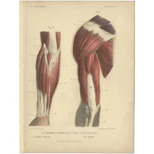 Kuhff, Human Arms, 1879, Prints, Set of 4 For Sale - Image 3 of 6