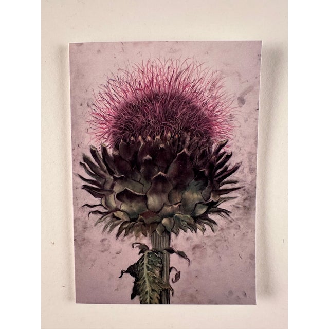 This Is a Set of 6 Botanical Folded Note Cards Printed From My Pastel Drawings of Plants and Flowers For Sale - Image 9 of 10