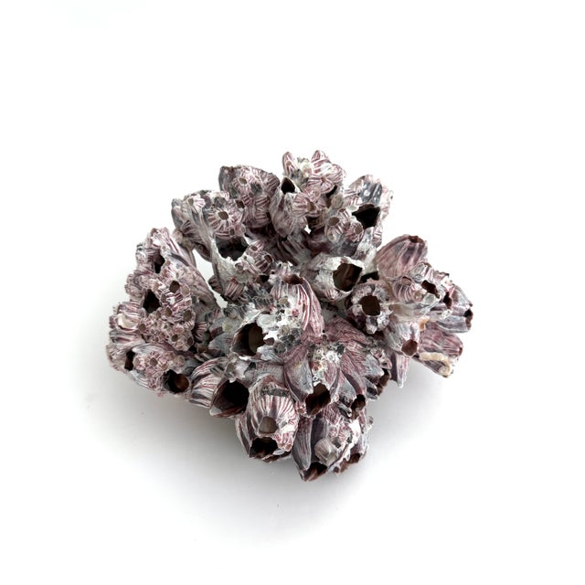 Natural Barnacles Cluster For Sale - Image 4 of 8