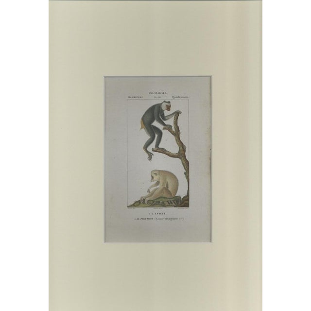 This is one of the illustrations of " Dizionario di scienze naturali " (Natural sciences dictionary) edited by Battelli...