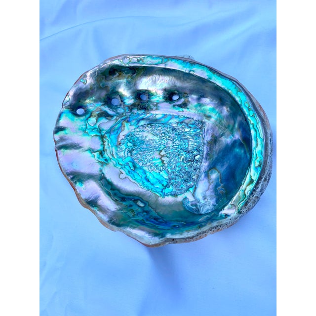 Large Mid 20th Century Red Abalone Shell, Haliotis Rufescens For Sale - Image 13 of 13