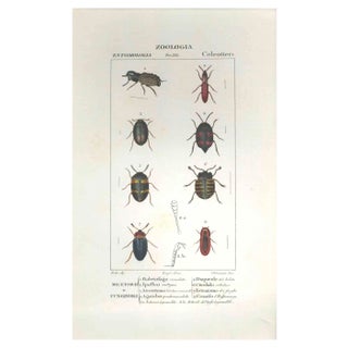 Pierre Jean François Turpin, Coleoptera, Etching, 1831 For Sale