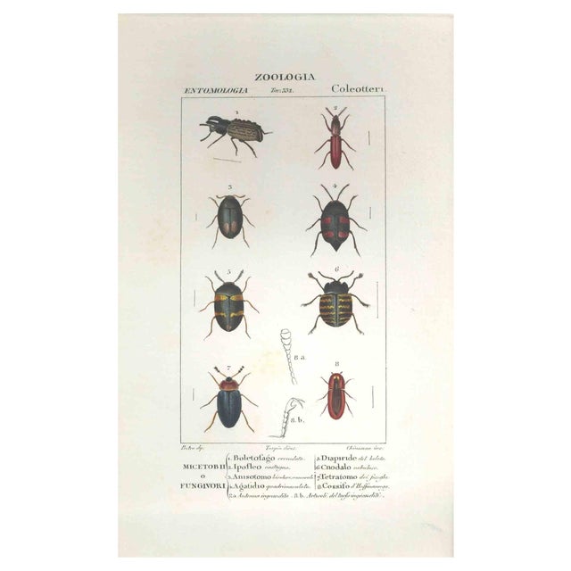 Pierre Jean François Turpin, Coleoptera, Etching, 1831 For Sale