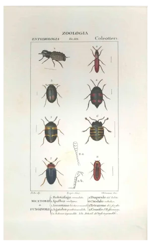 Pierre Jean François Turpin, Coleoptera, Etching, 1831