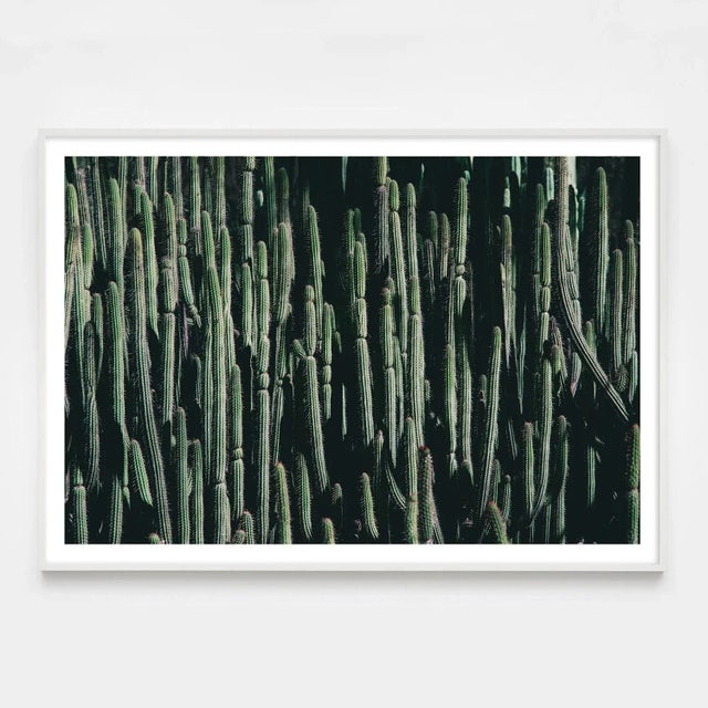 Contemporary Large Cactus Photograph in Cool Tones Unframed For Sale - Image 3 of 4