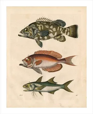 Vintage '3 Fish' Archival Print