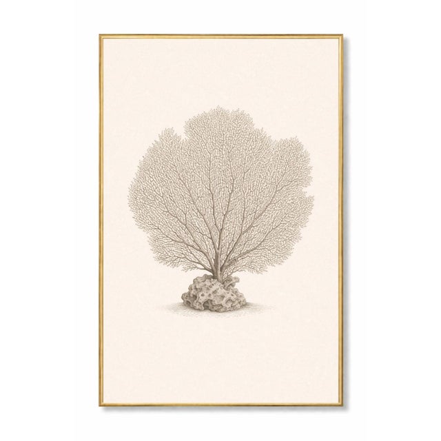 Coastal Sea Life Study Collection, Minimal Botanical & Shell Art Prints, 24" × 36" (Set of 4) For Sale - Image 4 of 12