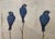 Beige Decorative Limited Edition French Wallpaper Panels of Birds For Sale - Image 8 of 8