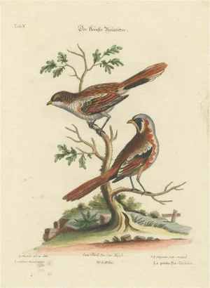 After Edwards, The Lesser Grey Shrike Bird, Hand-Colored Engraving, 1749