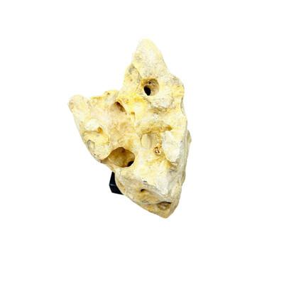 2010s Indonesian Coral Stone On Teak Stand For Sale - Image 5 of 5