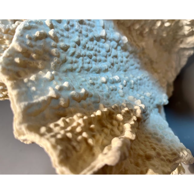 15" White Ridge Coral Farmed Merulina Lettuce Coastal Decor For Sale In Providence - Image 6 of 7