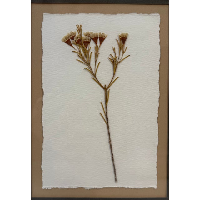 Cream Framed Pressed Wax Flower Blossom For Sale - Image 8 of 9