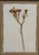 Cream Framed Pressed Wax Flower Blossom For Sale - Image 8 of 9