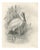 After Lilian Medland, Spoonbill, 1909, Print For Sale