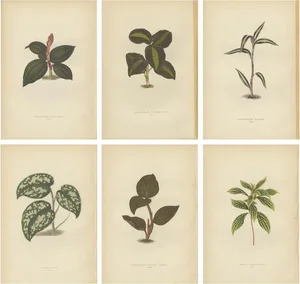 E.J. Lowe and W. Howard, Sonerila Margaritacea, Goodyera Rubro-Venia, 1891, Prints, Set of 6