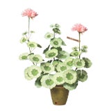 The Green Vase Geranium Plant in Blush For Sale