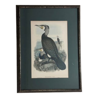 Antique Gould Great Cormorant (Phalacrocorax Carbo) Hand-Colored Lithograph For Sale