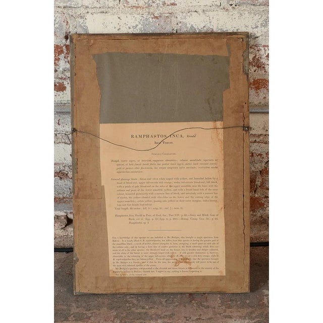 John Gould "Ramphatos Inca-Toucan" Bird Litho. For Sale - Image 9 of 9