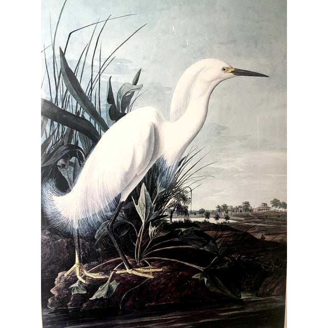 Vintage John Jame Audubon Snowy Heron or White Egret Print Beautifully Professionally Matted and Framed. Measures 28...